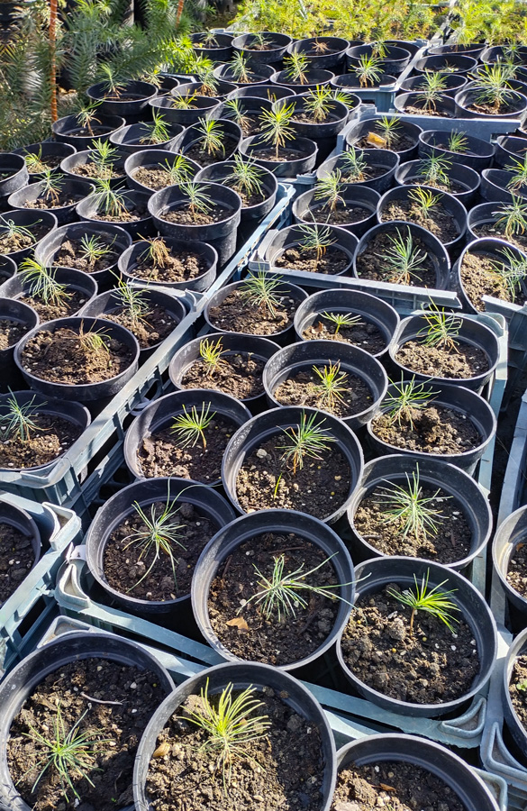 сосна горная мугус (pinus) h 0,03-0,10 м, с2 - Сортовая - 1 000 ₽