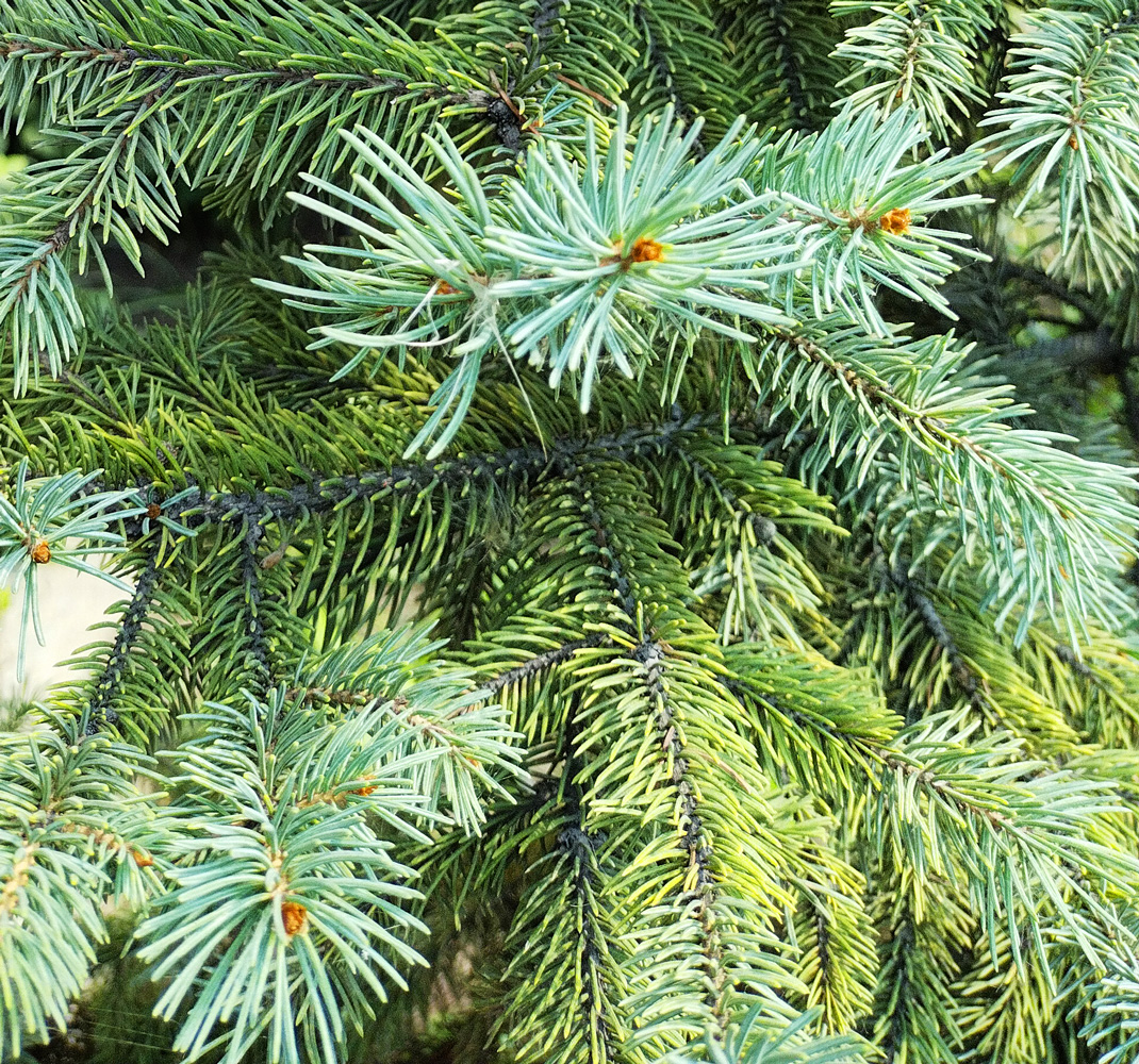 Ель колючая (Picea pungens), 1,7-2,0  (ком)