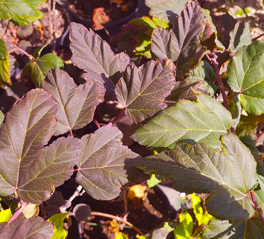 пузыреплодник калинолистный ред барон (physocarpus) h 0,70-0,80м, с4 - Пузыреплодник - 1 550 ₽