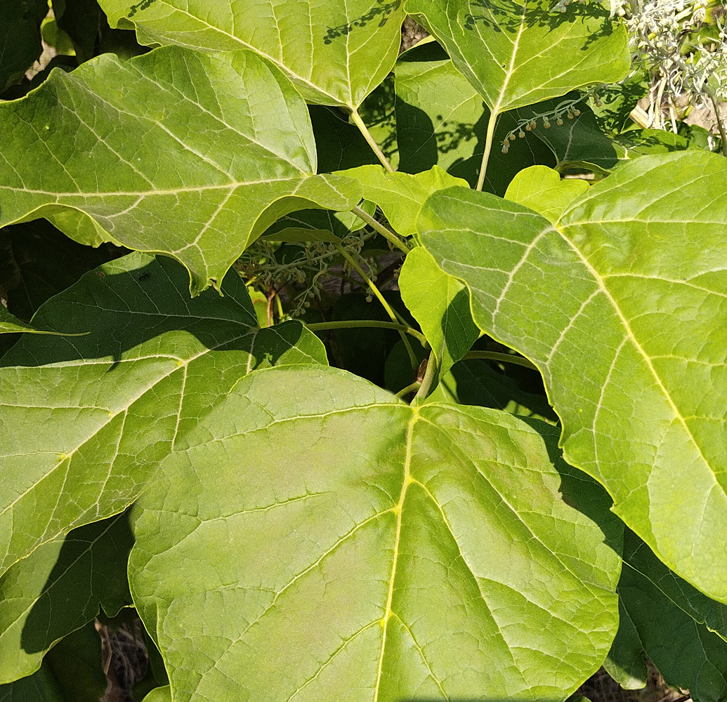 Катальпа бигнониевидная/обыкновенная (Catalpa bignonioides) 1,6-2,7, грунт