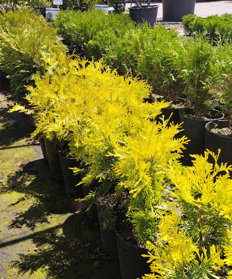 туя западная голден брабант (thuja) h 0,30-0,35 м  с4  - Колоновидная - 950 ₽