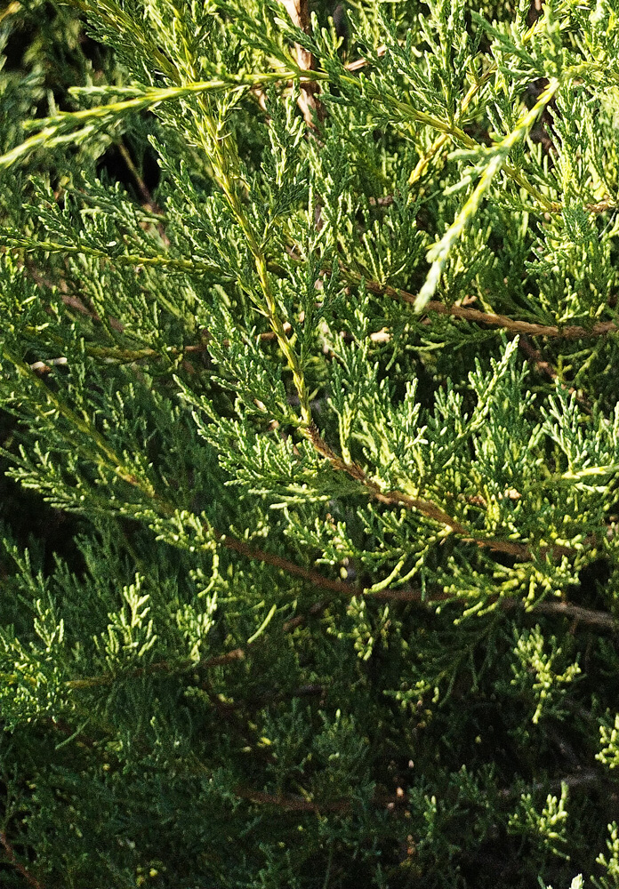 можжевельник виргинский (juniperus virginiana) h1.5-1.8 м (ком) - Вертикальный - 5 000 ₽