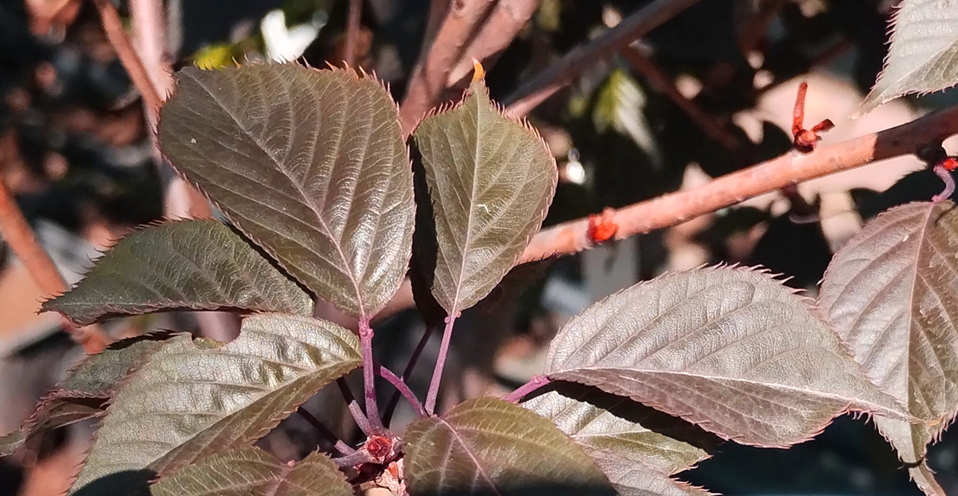 сакура краснолистная роял бургундия (prunus) h 0,70-1,2 м, d 1-1,5 см,с5 - Сакура - 9&nbsp;500 ₽