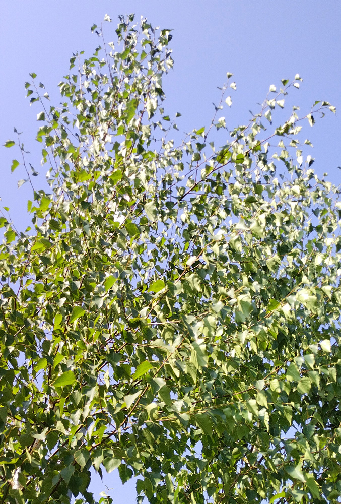 береза обыкновенная/повислая (betula pendula) h 3.0-4.0м; d 3-6см грунт - Береза - 8 000 ₽