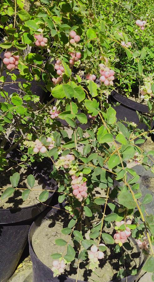 снежноягодник розовый (symphoricarpos) h 0,40-0,70 м, с2 - Снежноягодник - 300 ₽