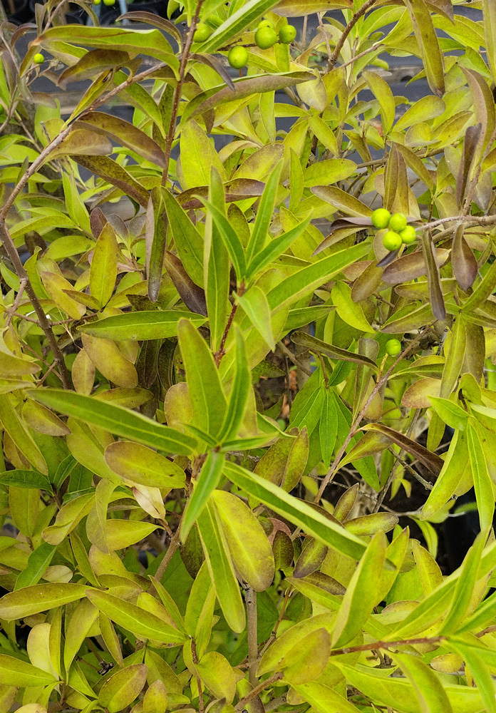 Бирючина обыкновенная (Ligustrum vulgare) 0,8 - 1 м+, (ком)