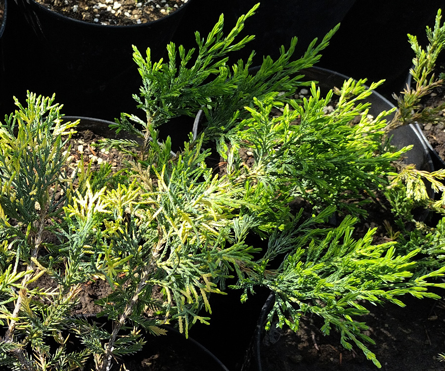 можжевельник средний блю энд голд (juniperus) h 0,15-0,20 м, с4 - Казацкий - 950 ₽