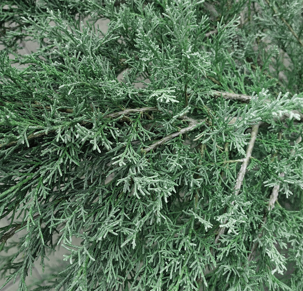 можжевельник виргинский грей оул (juniperus virginiana grey owl) h 0.5-0.8м; d 50-80см грунт - Вертикальный - 5 000 ₽