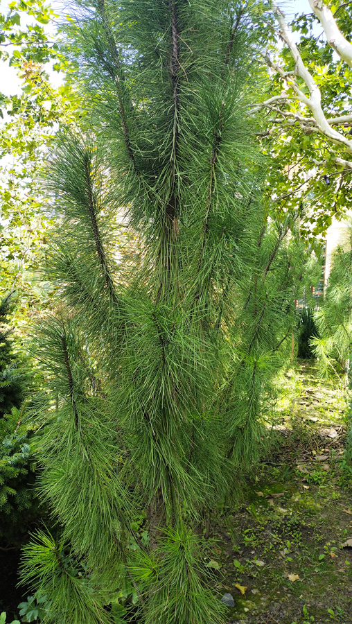 сосна чёрная грин тауэр (pinus) h 2,3-2,7м, d 60-70см, ком - Сортовая - 60 000 ₽