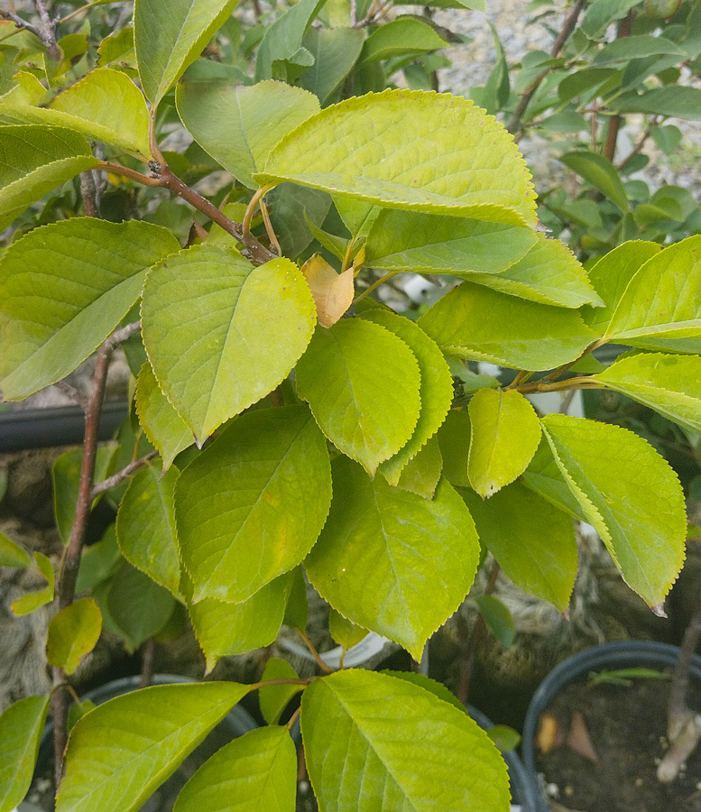 вишня малышка (prunus) h 0,70-1,2м,  d 0,3-0,8см, с7 - Вишня - 1 000 ₽