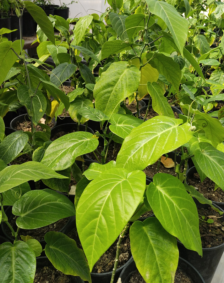 пассифлора гранадилла (passiflora) h 0,20-0,30м, с2/с4 - Пассифлора - 1 550 ₽