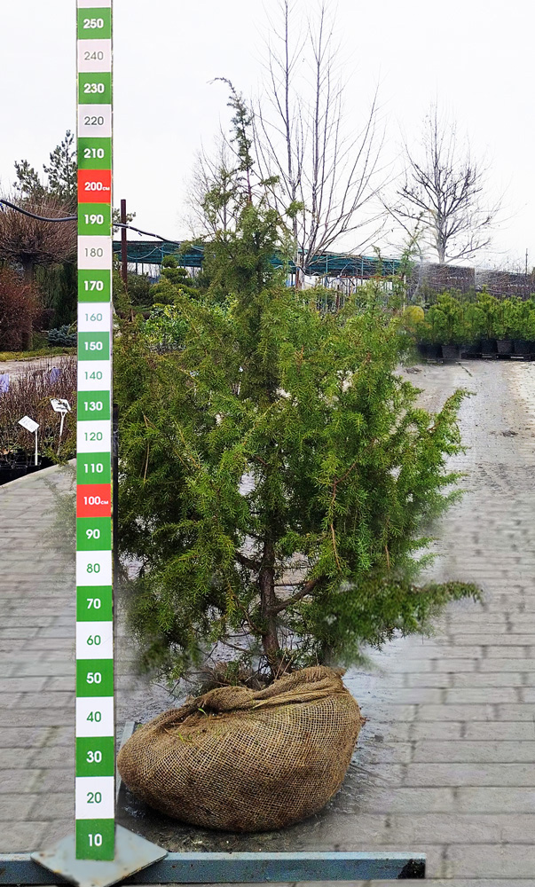 можжевельник сибирский (juniperus sibirica),ком - Почвопокровный - 5 000 ₽