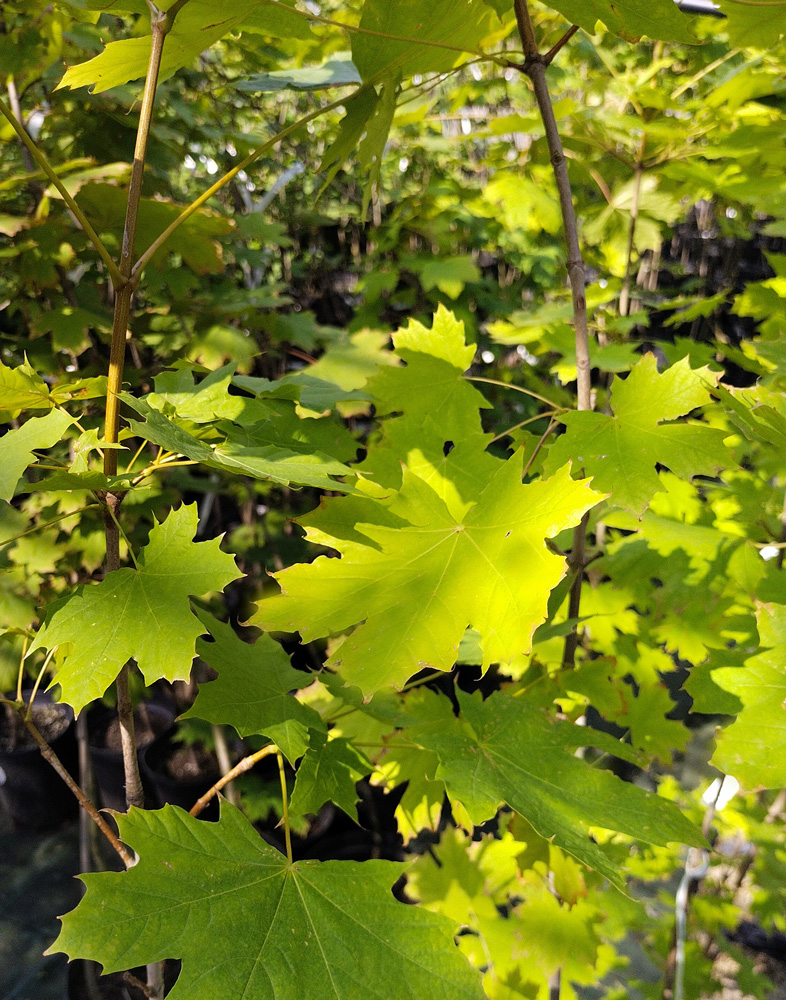 Клен остролистный (Acer platanoides) 3,2-4,5м, грунт