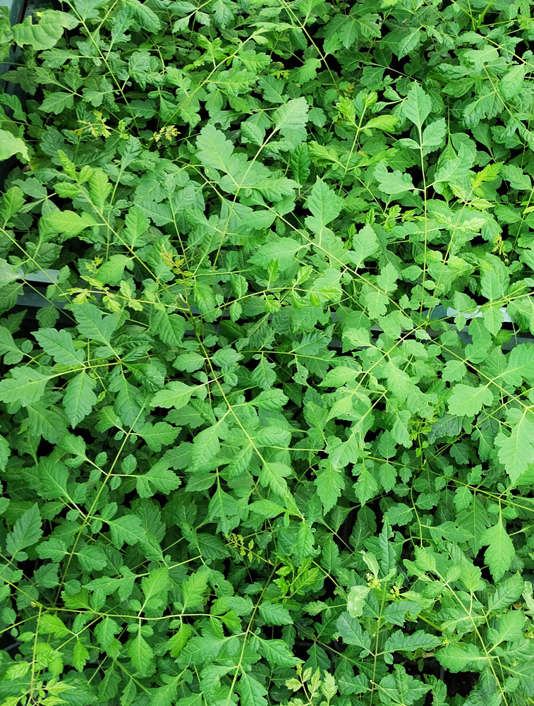 кёльрейтерия метельчатая ( koelreuteria paniculata)  р9 - Кёльрейтерия - 200 ₽