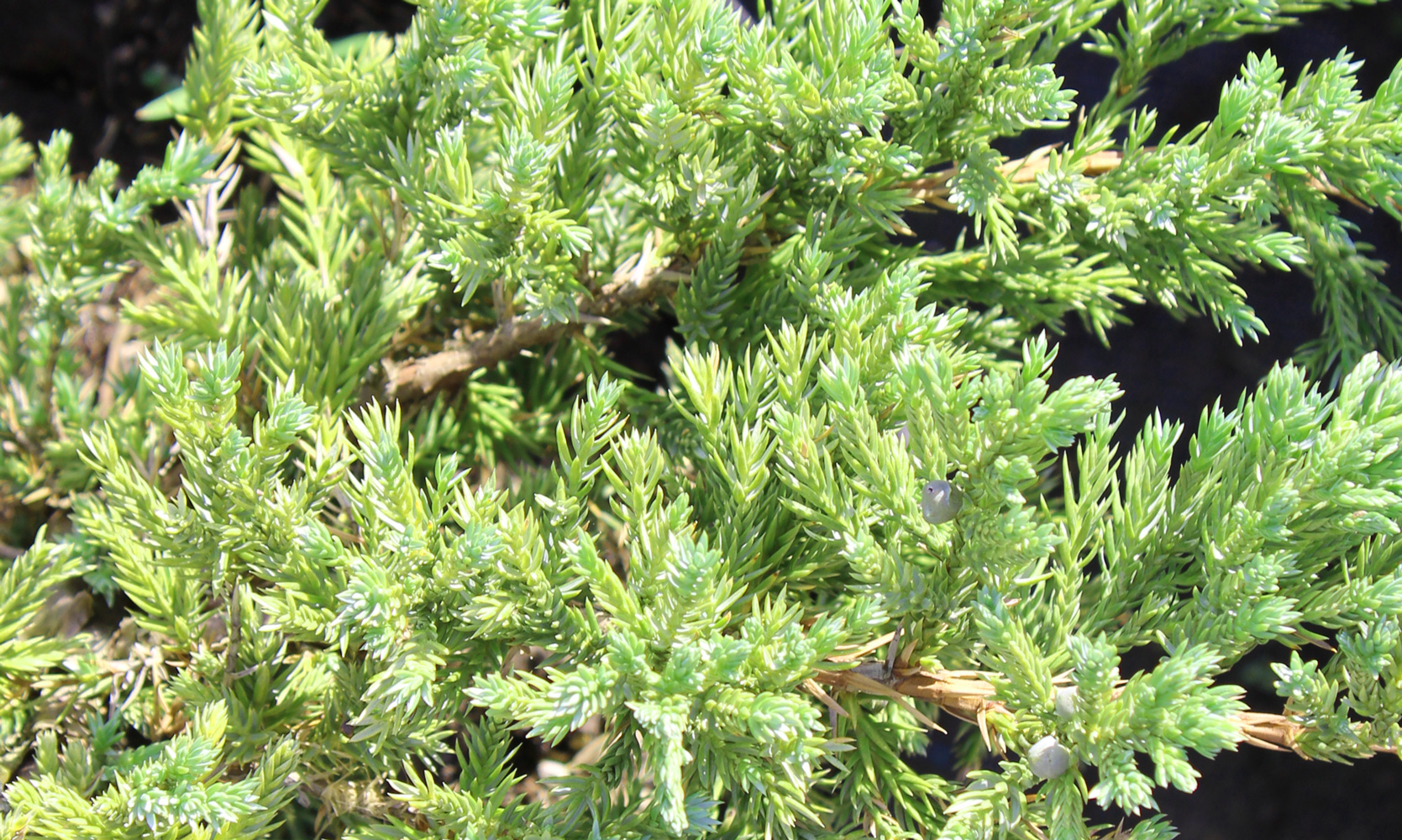 можжевельник чешуйчатый “блю карпет” (juniperus squamata 'blue carpet') с7 - Почвопокровный - 2 200 ₽