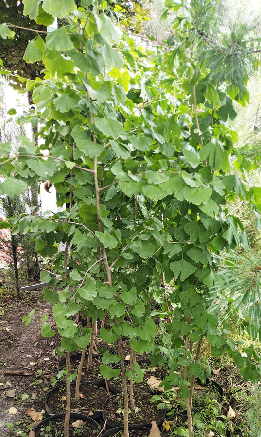 гинкго билоба (ginkgo biloba) h 1,7-2,2м; d 2-3см, с25 - Гинкго билоба - 15 750 ₽