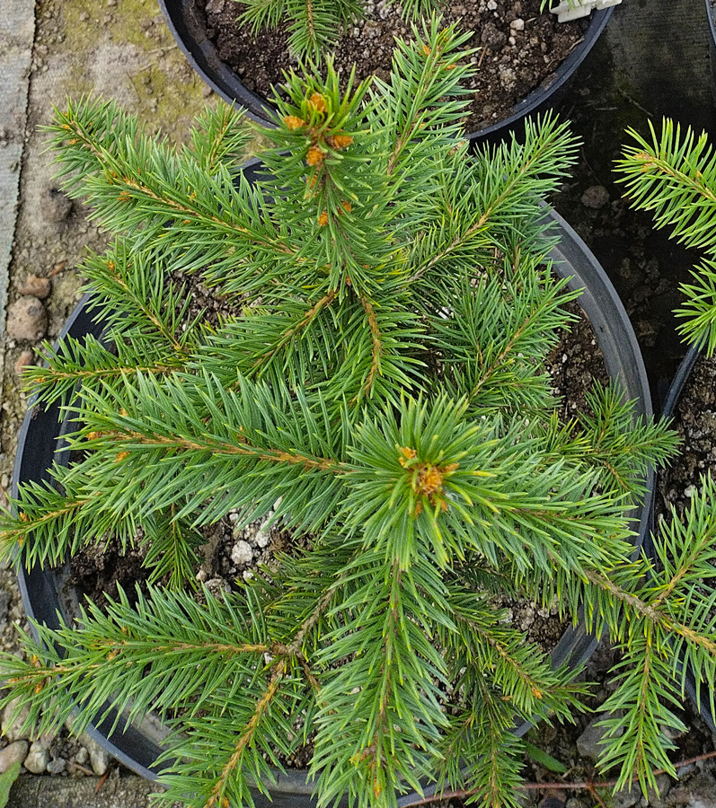 ель колючая глаука (picea) h 0,30-0,50м, d 15-20см, с7/ком - Сортовая - 1 550 ₽