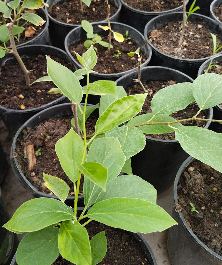 кудрания (клубничное дерево) (cudrania) h 0,10-0,20 м, с2 - Кудрания - 1 000 ₽