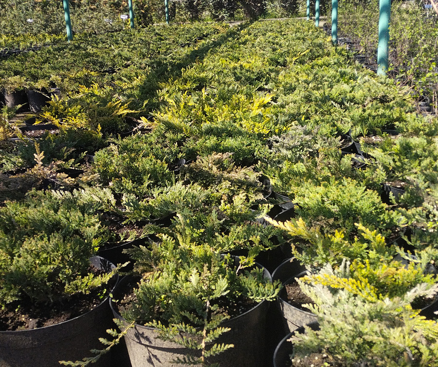 можжевельник горизонтальный принц уэльский (juniperus) d 0,50м, с10/с12 - Почвопокровный - 1 950 ₽