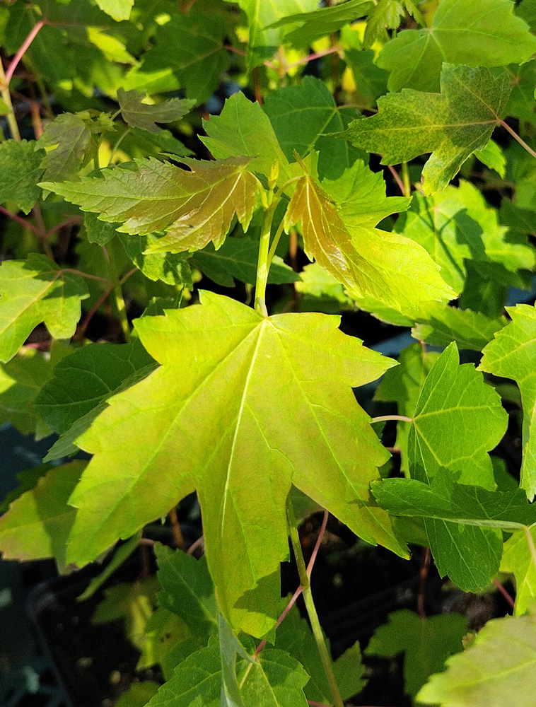 Клен серебристый / сахаристый (Acer saccharinum) , Р9