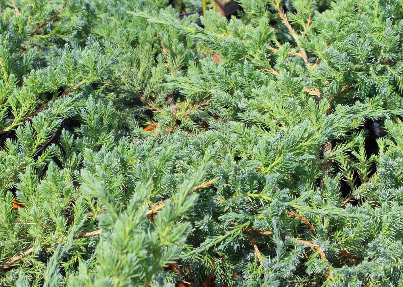 Можжевельник чешуйчатый “Блю Карпет” (Juniperus squamata 'Blue Carpet') С4/грунт
