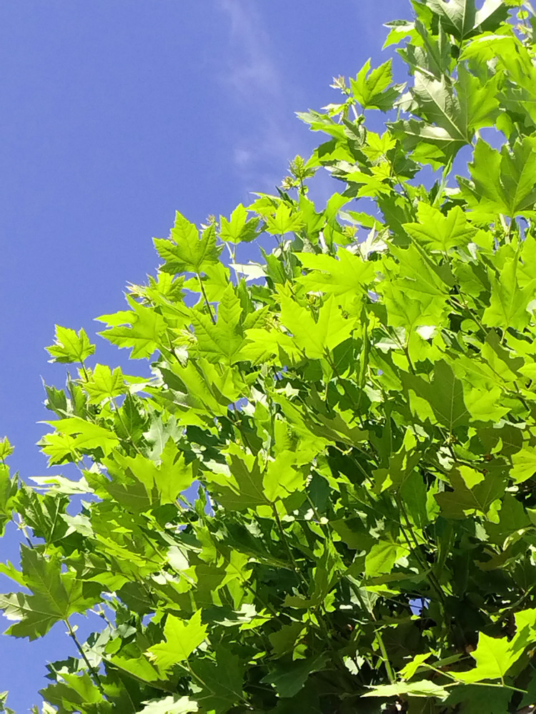 Платан кленолистный (Platanus × acerifolia), d 3.0-5.0см; h 4.0-5.0м, (ком)/грунт/С25