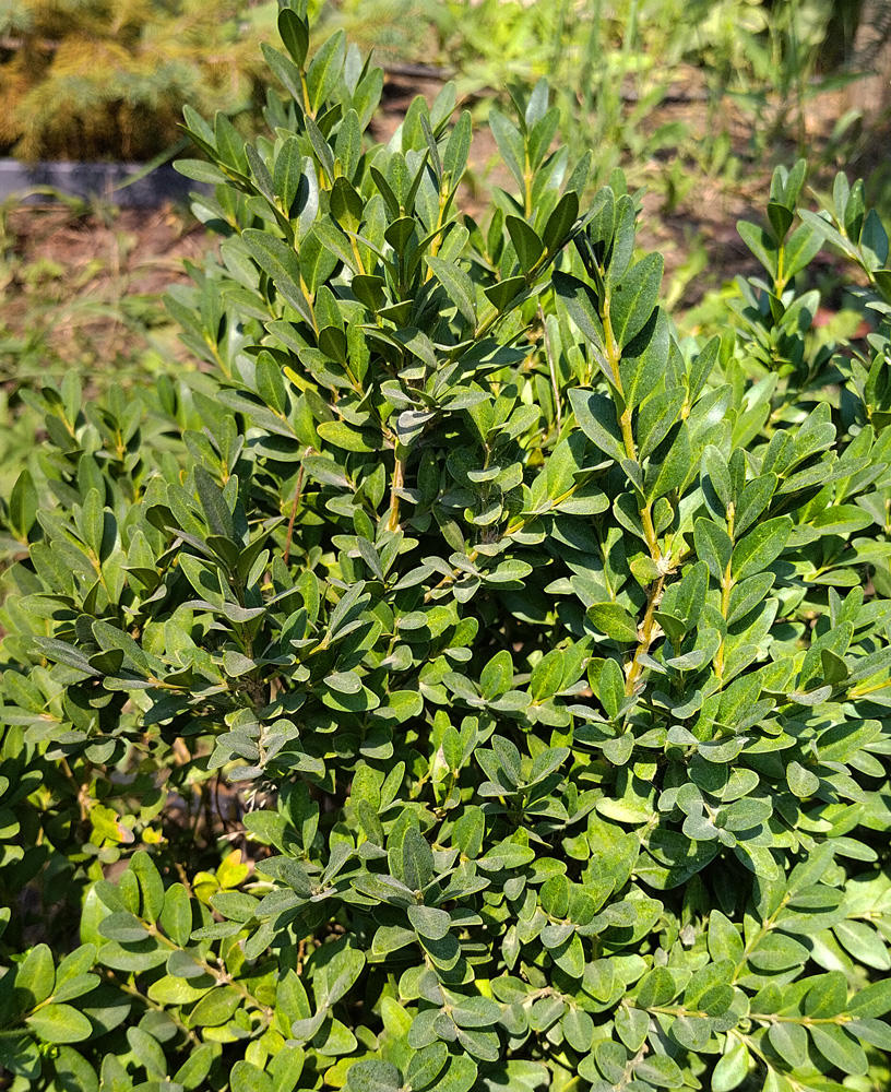 самшит вечнозеленый (buxus sempervirens) h 0.8-1м; (ком) - Самшит - 2 000 ₽