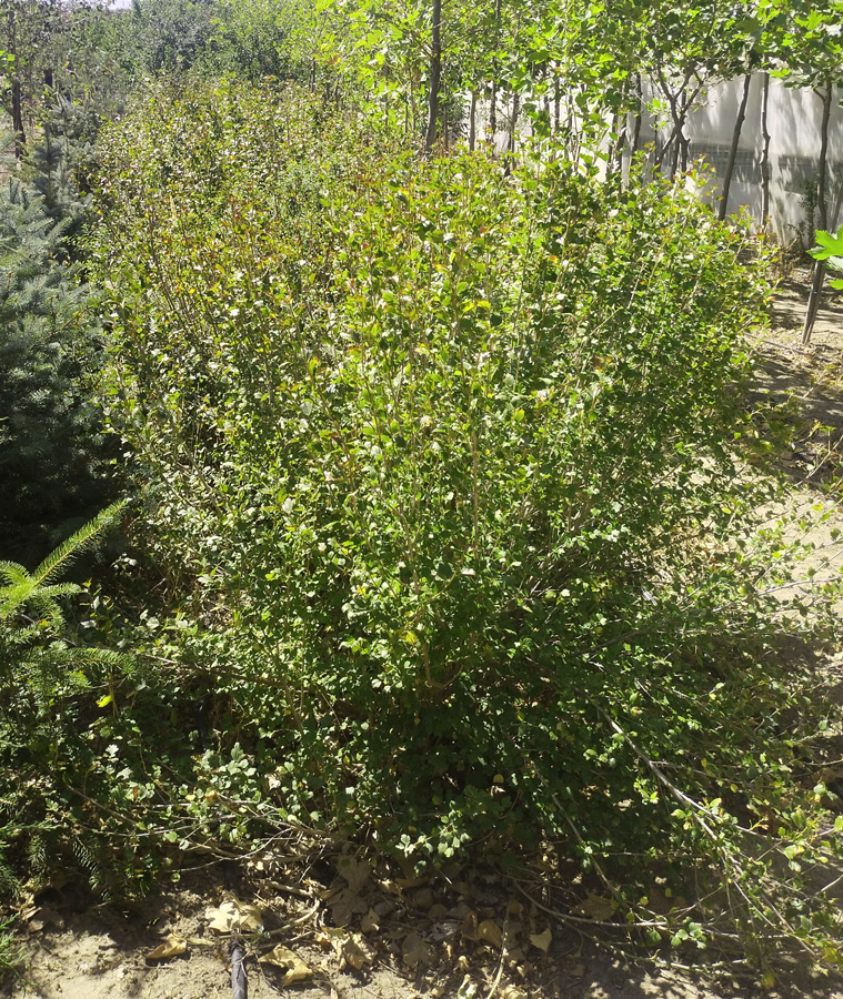 пузыреплодник калинолистный (physocarpus) h 1,2 -1,5 м, d 80-90 см, ком - Пузыреплодник - 5 250 ₽