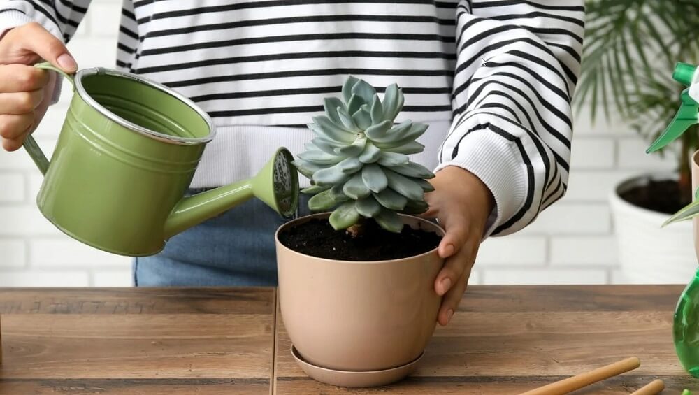 Уход за суккулентами