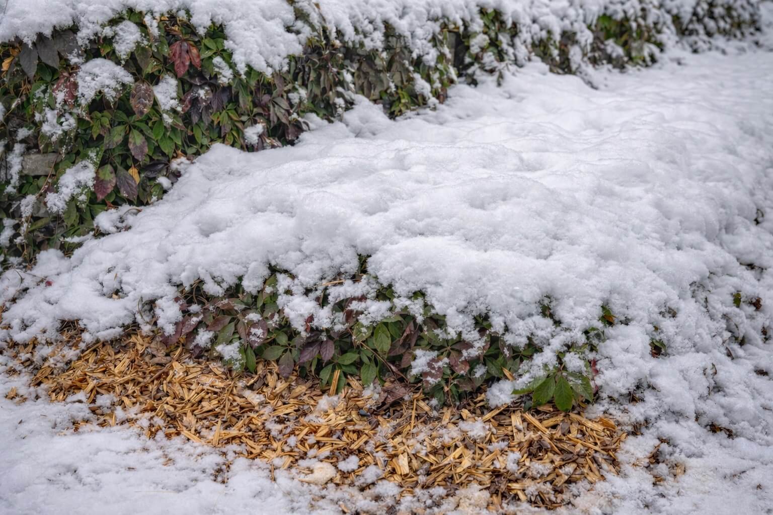 Подготовка к зиме винограда Вичи