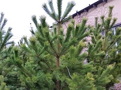 Новые поставки хвойных