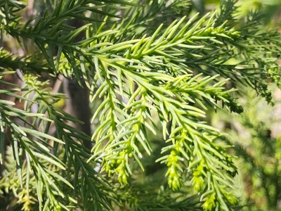 Криптомерия - дерево из Юрского периода