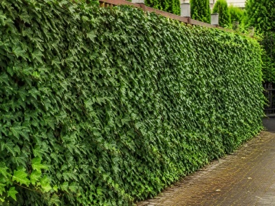 Плющ (Hedera): описание, виды, посадка и уход