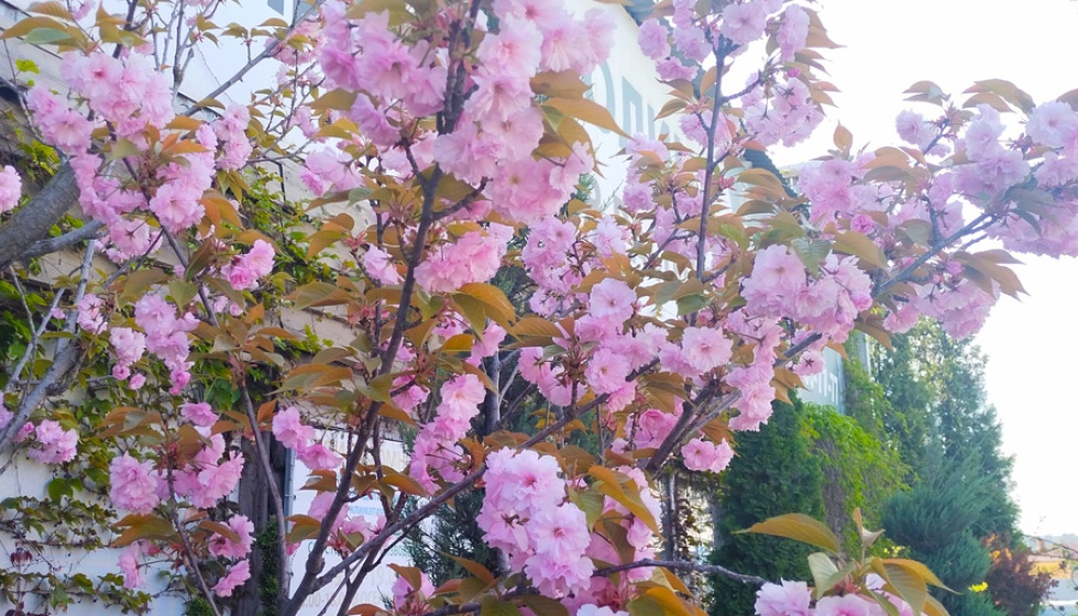 Сакура плакучая Кику Шидар (Prunus) штамб, h 1,4-1,6м, d 1-2см, ком