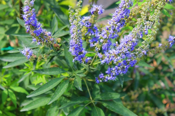Витекс священный- лекарственное дерево