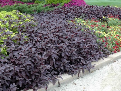 Альтернантера: виды и уход в домашних условиях