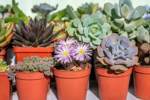 Суккуленты: виды и уход в домашних условиях