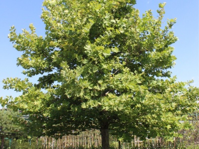 Зимостойкий клёнолистный платан